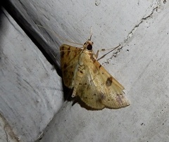 Herpetogramma cynaralis