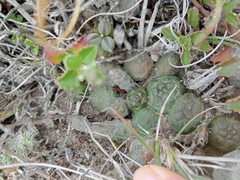 Euphorbia globosa
