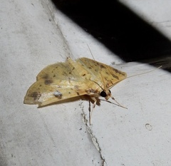 Herpetogramma cynaralis