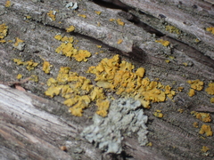 Xanthomendoza