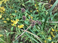Juncus conglomeratus
