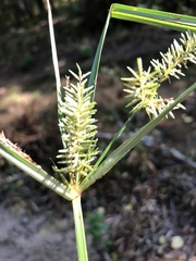 Cyperus erythrorhizos