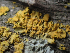 Xanthomendoza