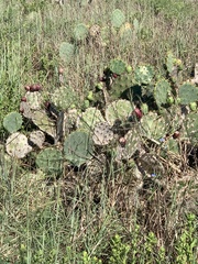 Opuntia lindheimeri