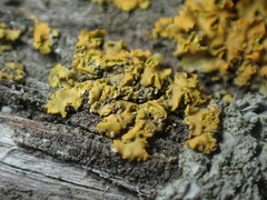 Xanthomendoza