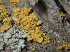 Xanthomendoza