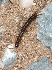 Lithobiidae