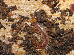Lithobiidae