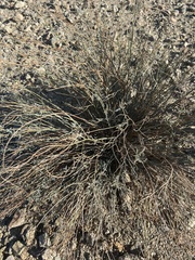 Hoffmannseggia microphylla