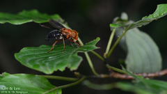 Volucella linearis