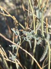 Hoffmannseggia microphylla