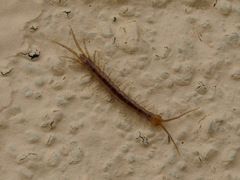 Lithobius pyrenaicus