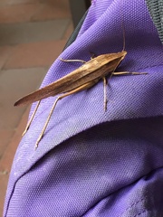 Neoconocephalus triops