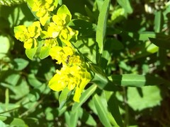 Euphorbia verrucosa