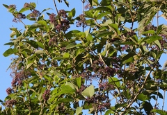 Callicarpa formosana