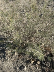 Psorothamnus schottii