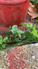 Commelina communis
