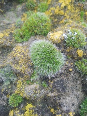 Grimmia pulvinata