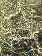 Psorothamnus schottii