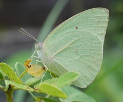 Catopsilia florella