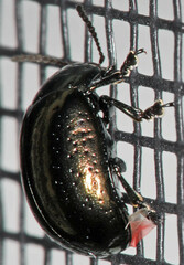 Chrysolina hyperici