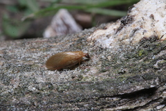 Hemerobius nitidulus