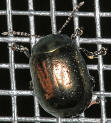 Chrysolina hyperici