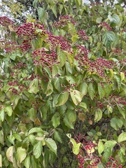 Viburnum dilatatum