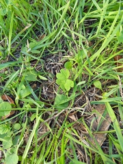 Geranium rotundifolium