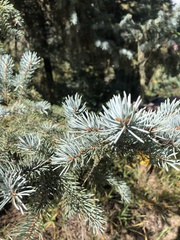 Picea pungens