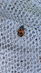 Hippodamia parenthesis