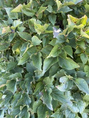 Syringa