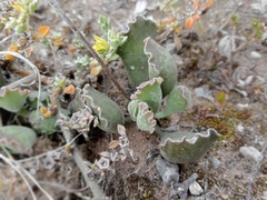 Adromischus cristatus