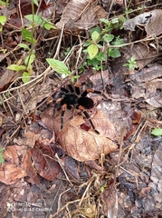 Megaphobema mesomelas