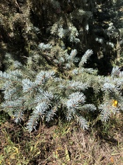 Picea pungens