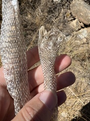 Malpolon monspessulanus