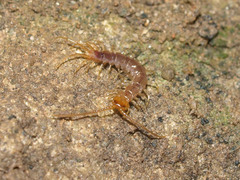 Lithobius