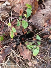 Megaphobema mesomelas