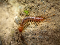 Lithobius