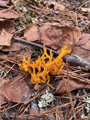 Calocera viscosa