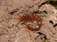 Lithobius