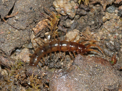 Lithobius