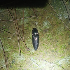 Campsosternus auratus