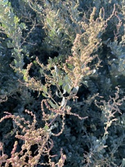 Atriplex portulacoides