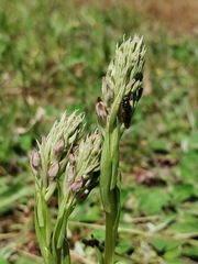 Anacamptis coriophora