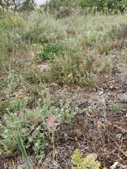 Anacamptis coriophora