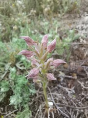 Anacamptis coriophora