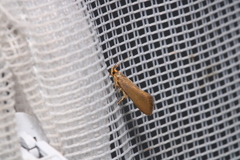 Crassa unitella