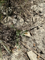 Galphimia angustifolia