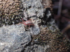 Erythraeidae